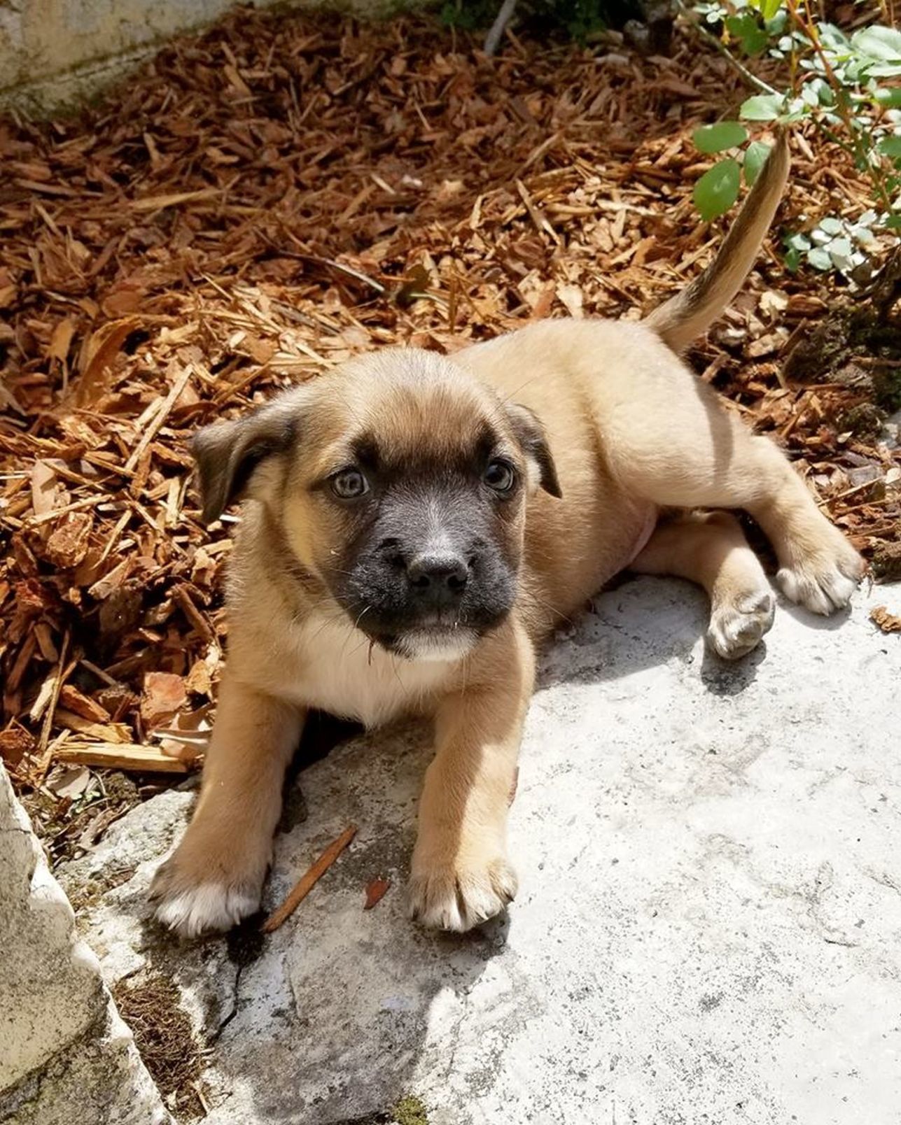 Adopt a Pet - Rufus